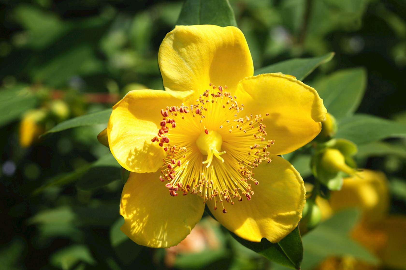 Plantenfiche-Hypericum-x-moserianum
