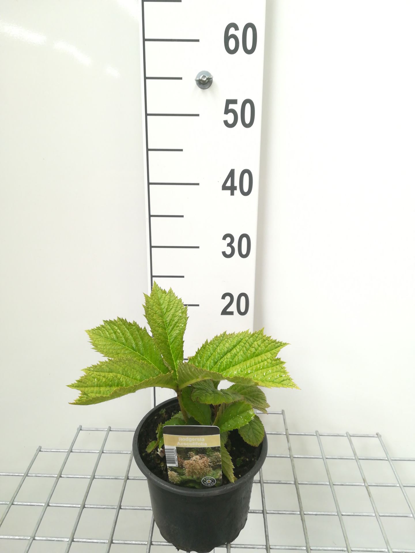 Rodgersia aesculifolia - pot 2L