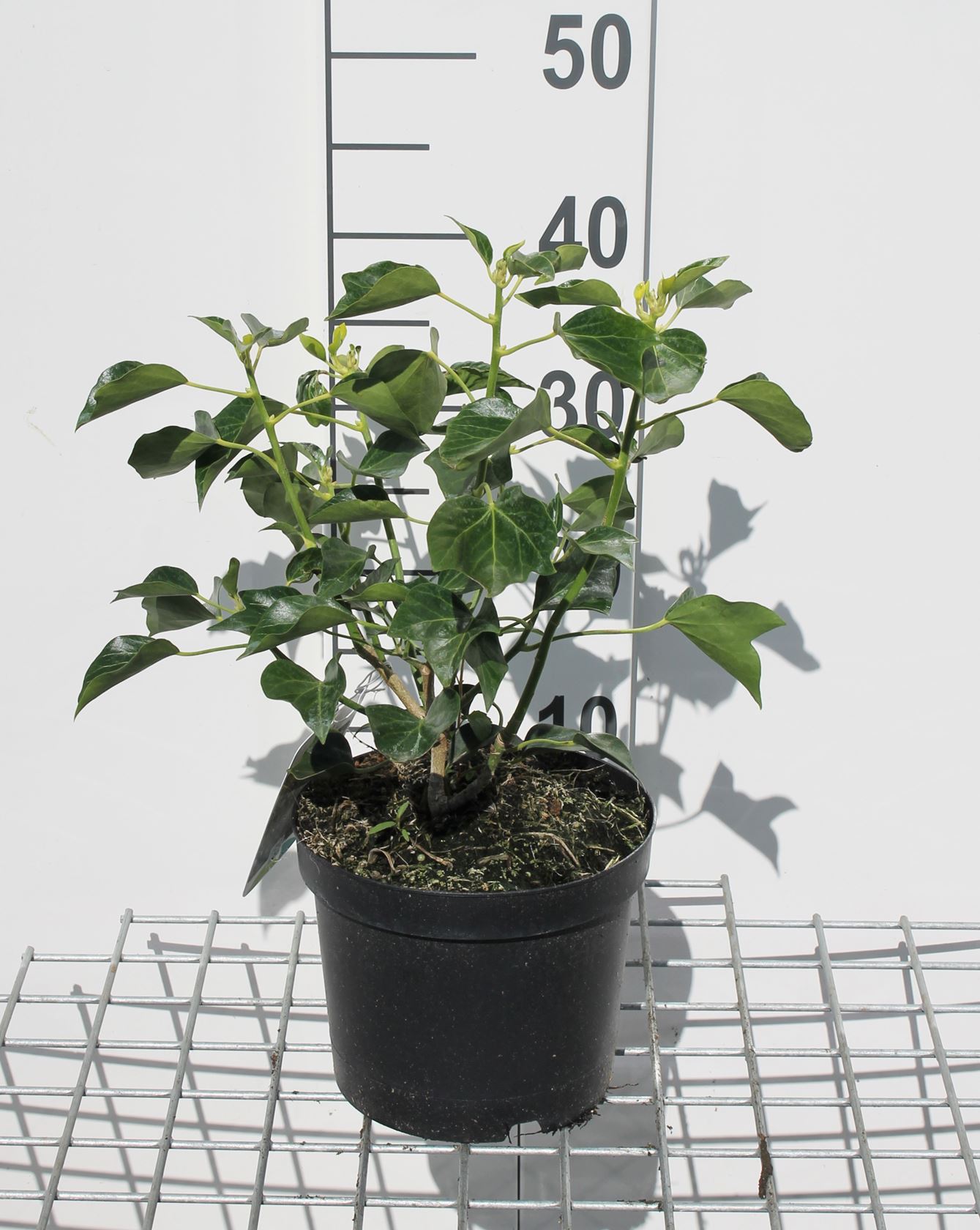 Hedera helix Arborescent Group - pot - 30-40 cm