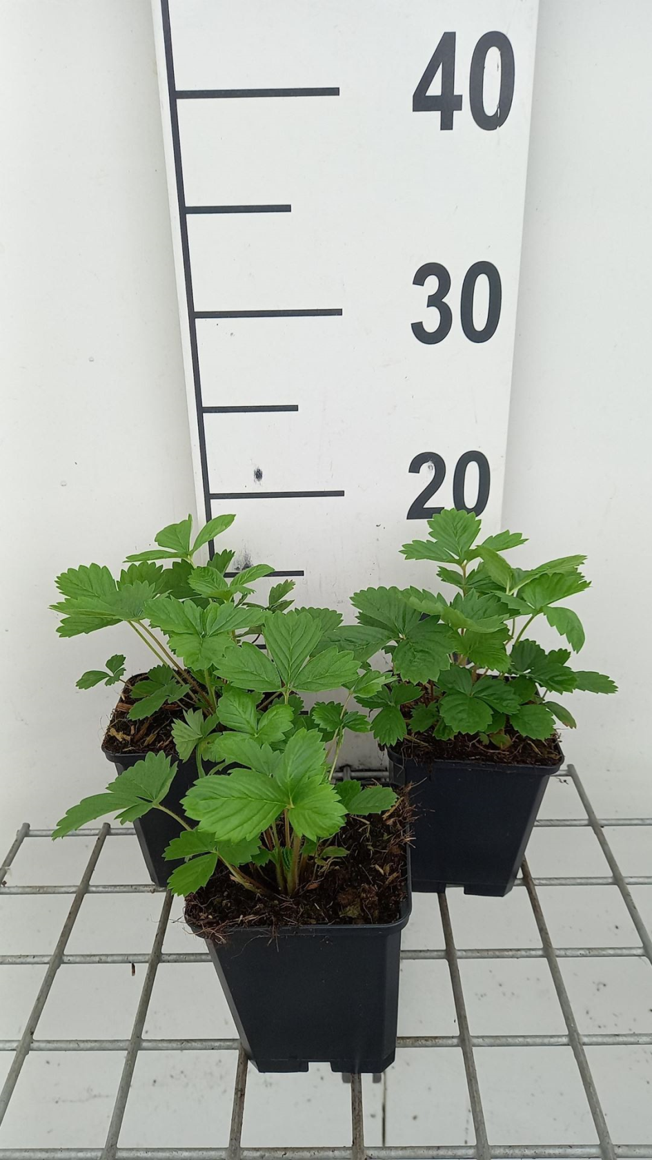 Fraise des bois Alexandrie - pot 9x9 cm (Fragaria vesca 'Alexandria')