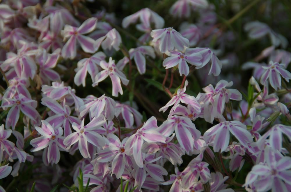 Plantenfiche-Phlox-Tamaongalei-