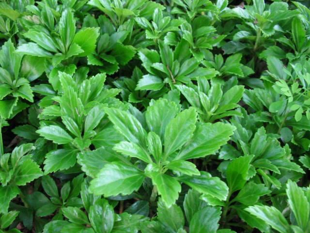 Plantenfiche-Pachysandra-terminalis-Green-Carpet-