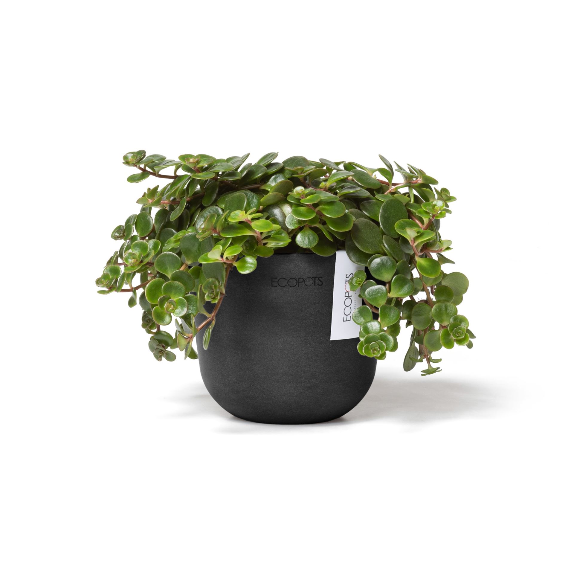 Ecopots-oslo-mini-dark-grey-11-5-cm-H10-cm