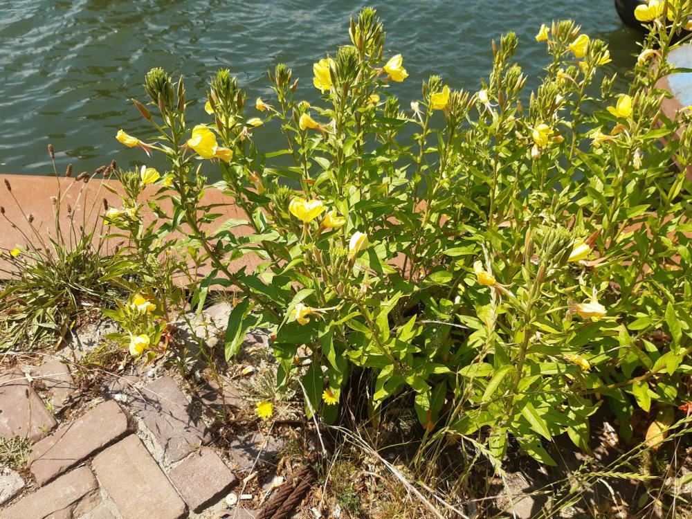 Plantenfiche-Oenothera-biennis
