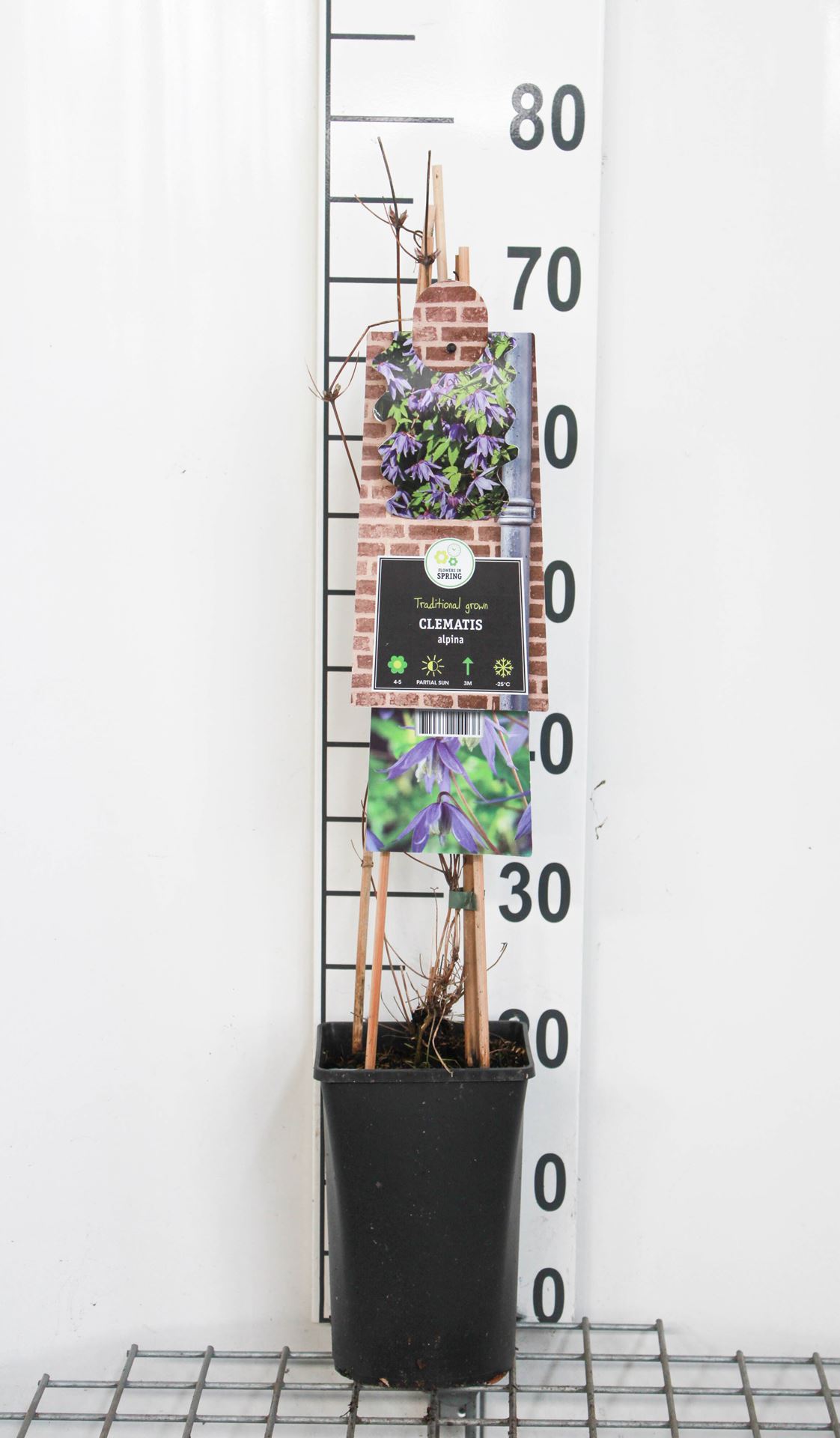 Clematis alpina - pot - 50-60 cm
