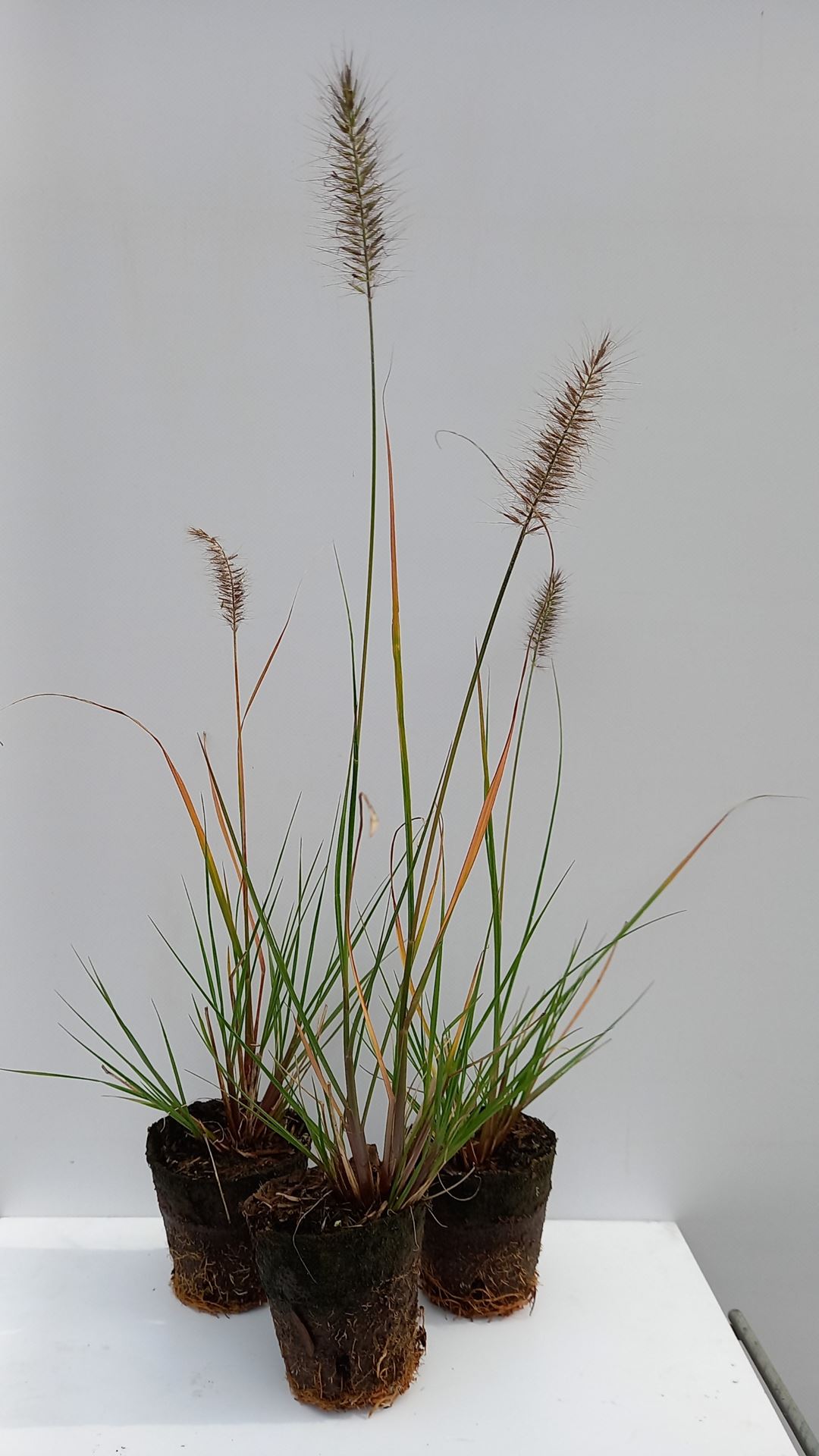 Pennisetum alopecuroides 'Hameln' - biopot ø8 cm