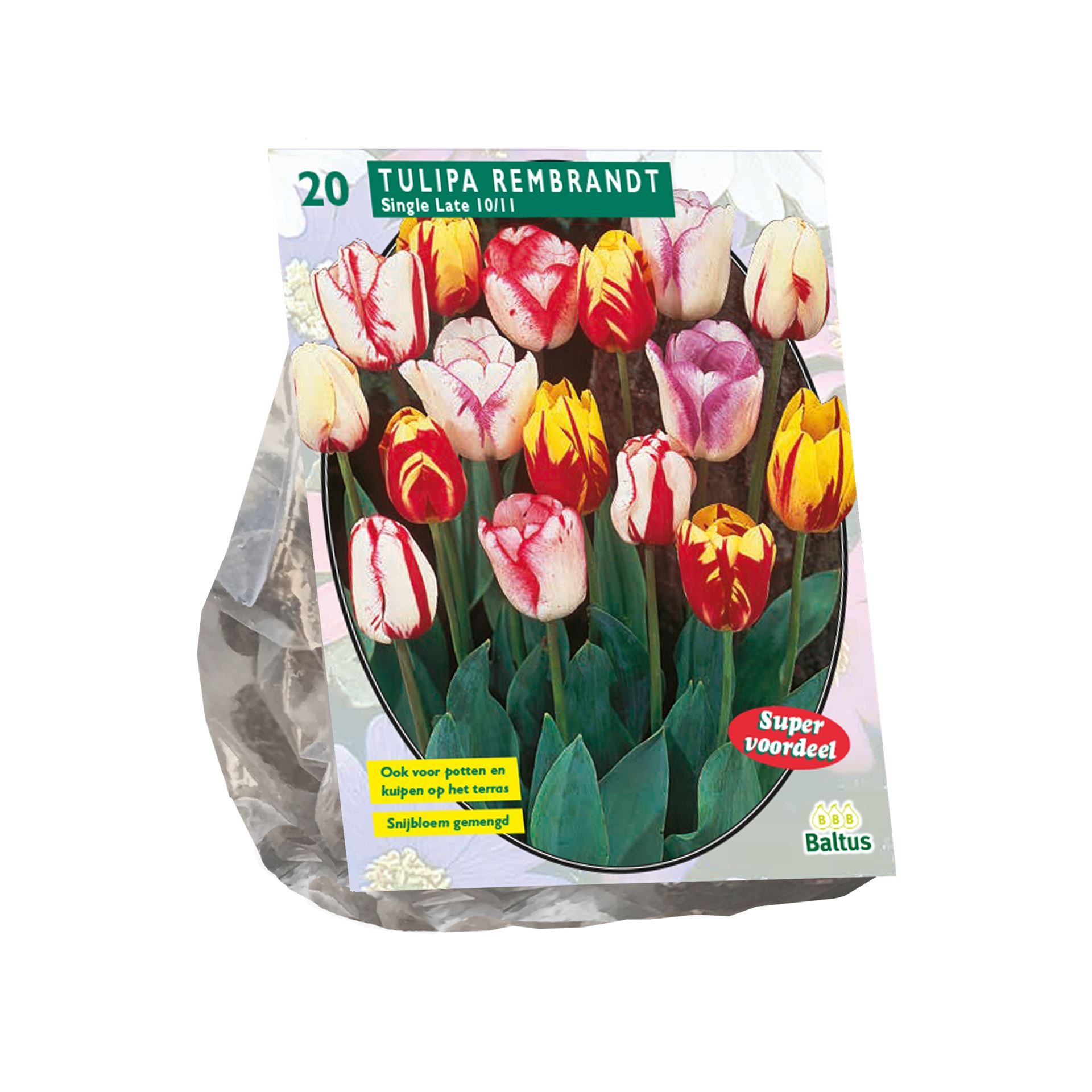 Tulipa-Rembrandt-Mix-per-20
