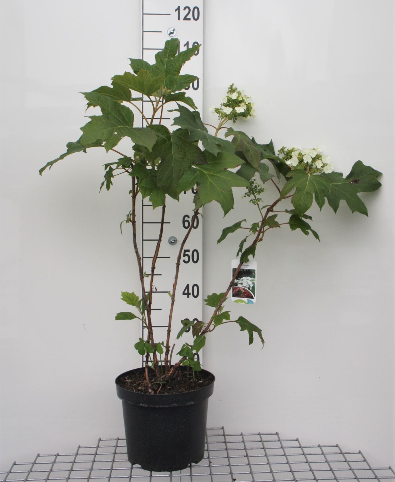 Hydrangea quercifolia - pot 10L - 50-60 cm