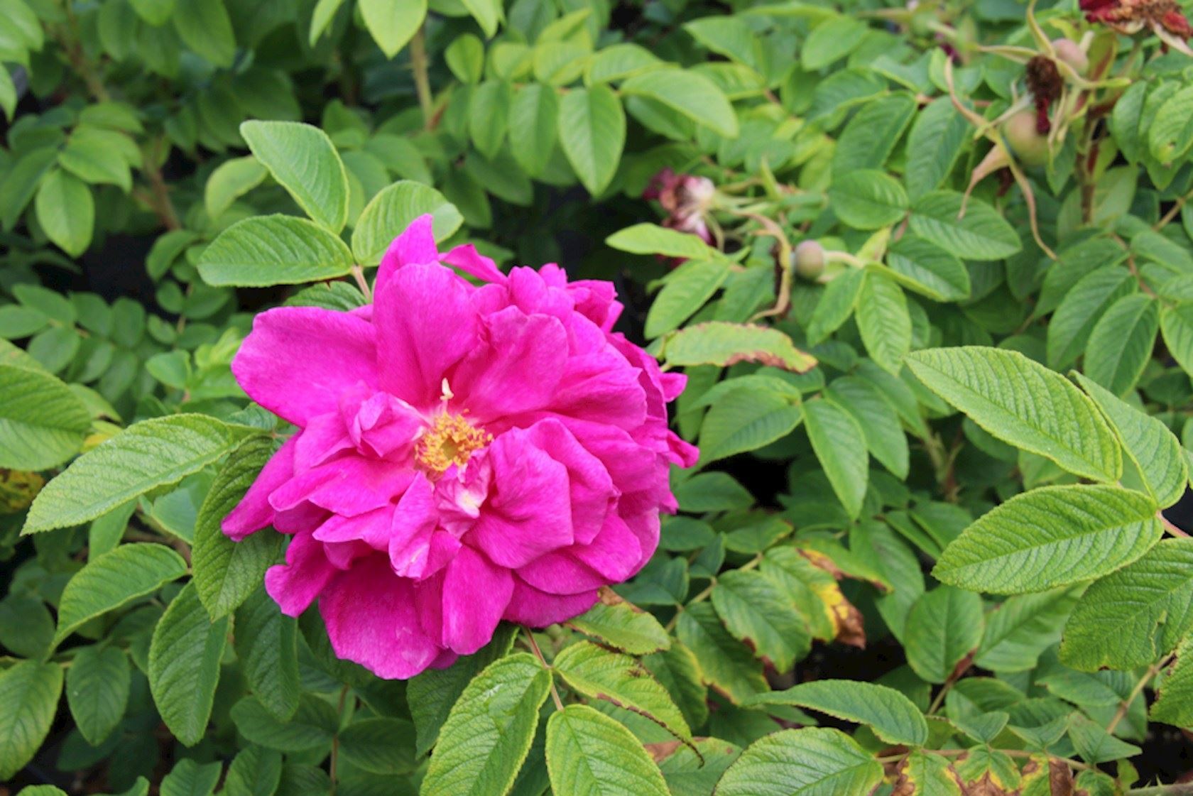 Plantenfiche-Rosa-Hansa-