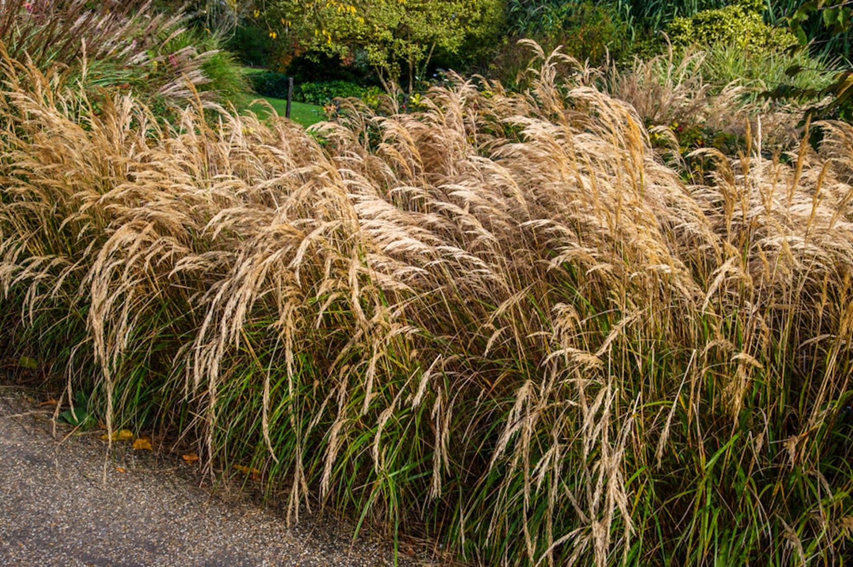 Plantenfiche-Stipa-calamagrostis