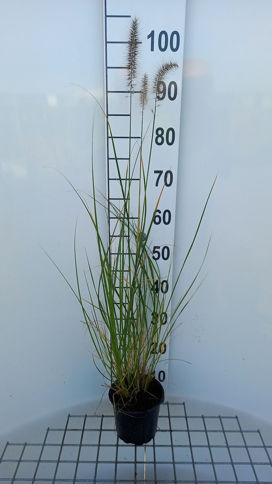 Pennisetum alopecuroides - pot 1,5L