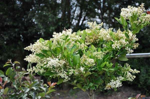 Ligustrum japonicum 'Texanum' - pot 18L - semi-stem tree