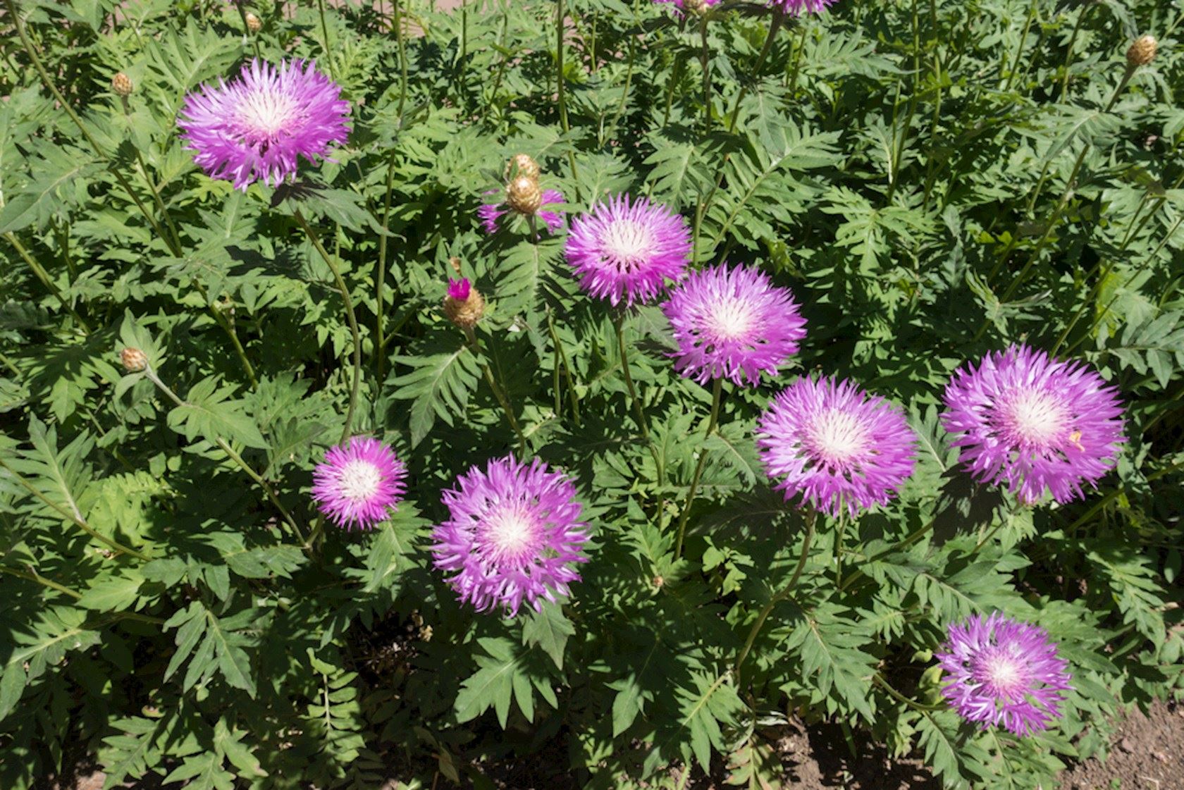 Plantenfiche-Centaurea-dealbata