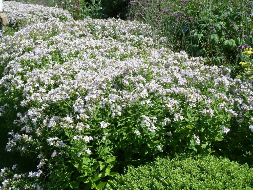 Plantenfiche-Campanula-lactiflora-Loddon-Anna-