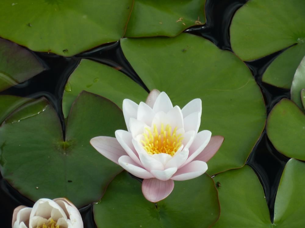 Plantenfiche-Nymphaea-Marliacea-Carnea-
