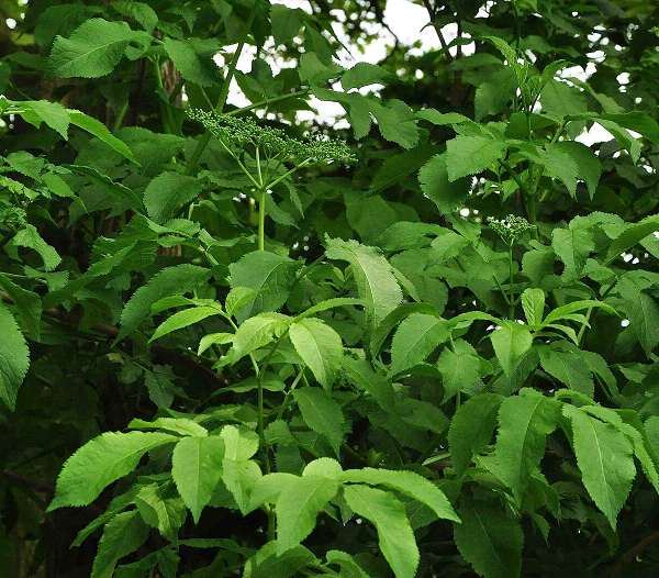 Sambucus nigra - bare root - 80-100 cm - 3-5 branches