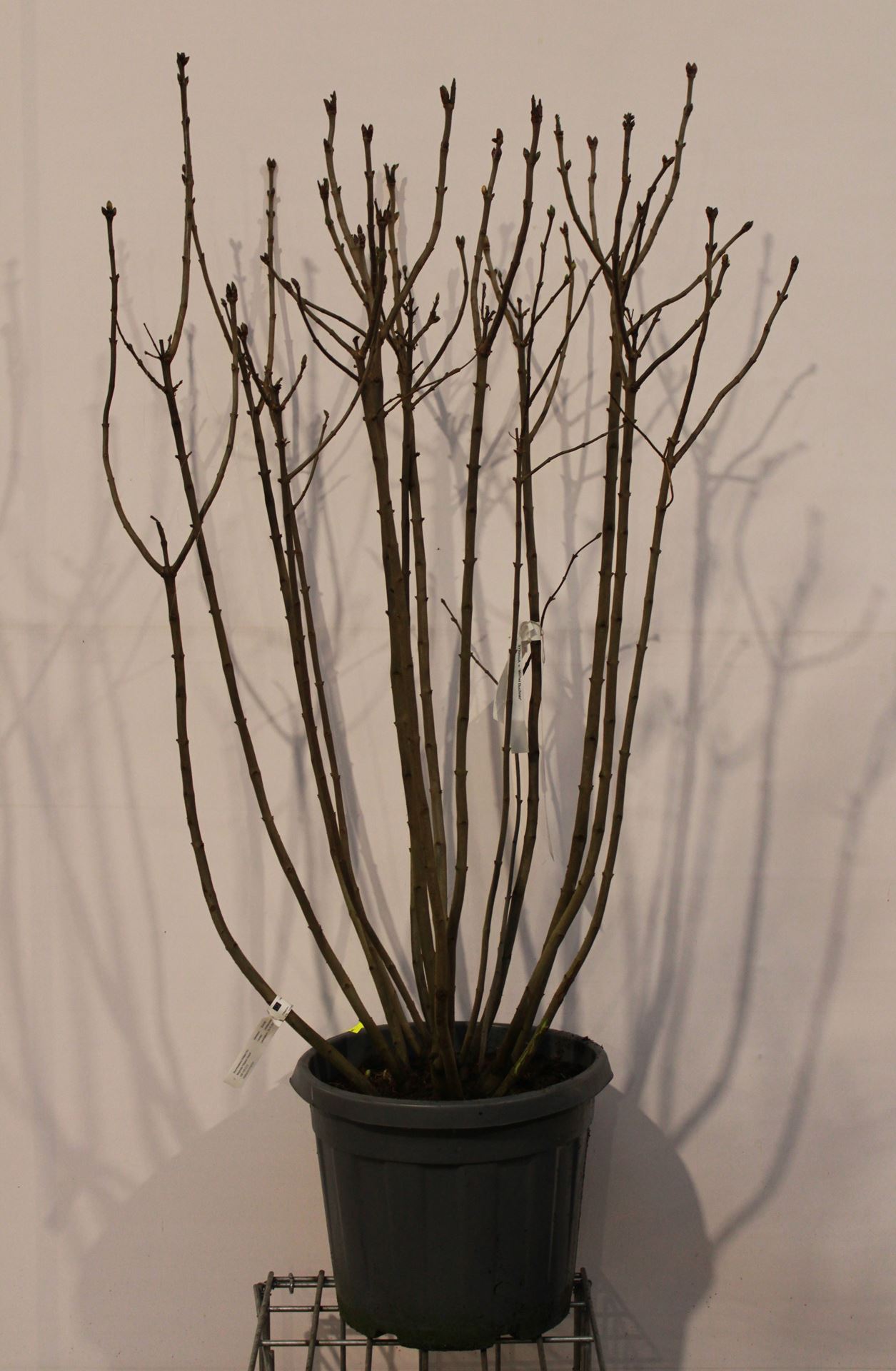 Syringa vulgaris 'Michel Buchner' - pot 35L - 125-150 cm