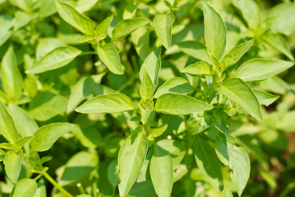 Plantenfiche-Ocimum-x-africanum-Citroen-basilicum-