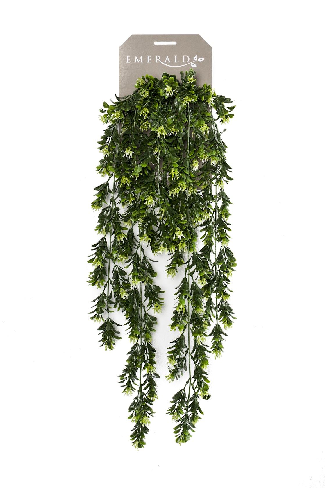 Boxwood-berry-hanging-bush-x6-75cm