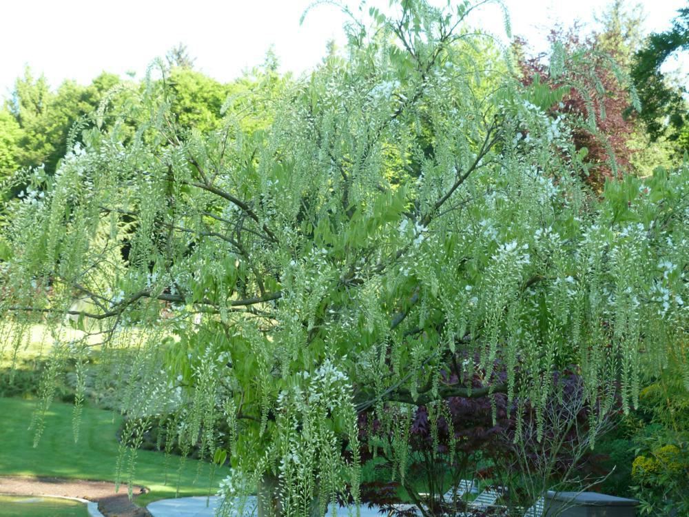 Plantenfiche-Wisteria-sinensis-Alba-