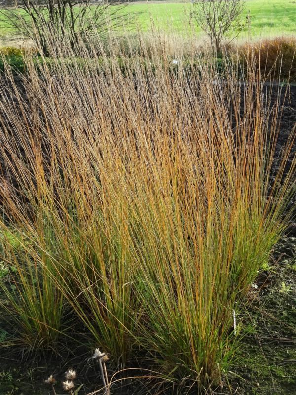 Plantenfiche-Molinia-caerulea-JS-Aha-Erlebnis-