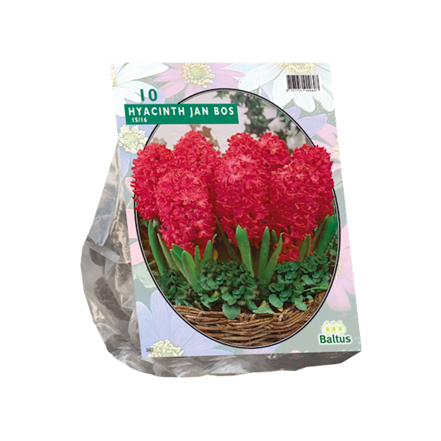 Baltus 'Hyacinthe Jan Bos' bulbes de printemps - 10 bulbes