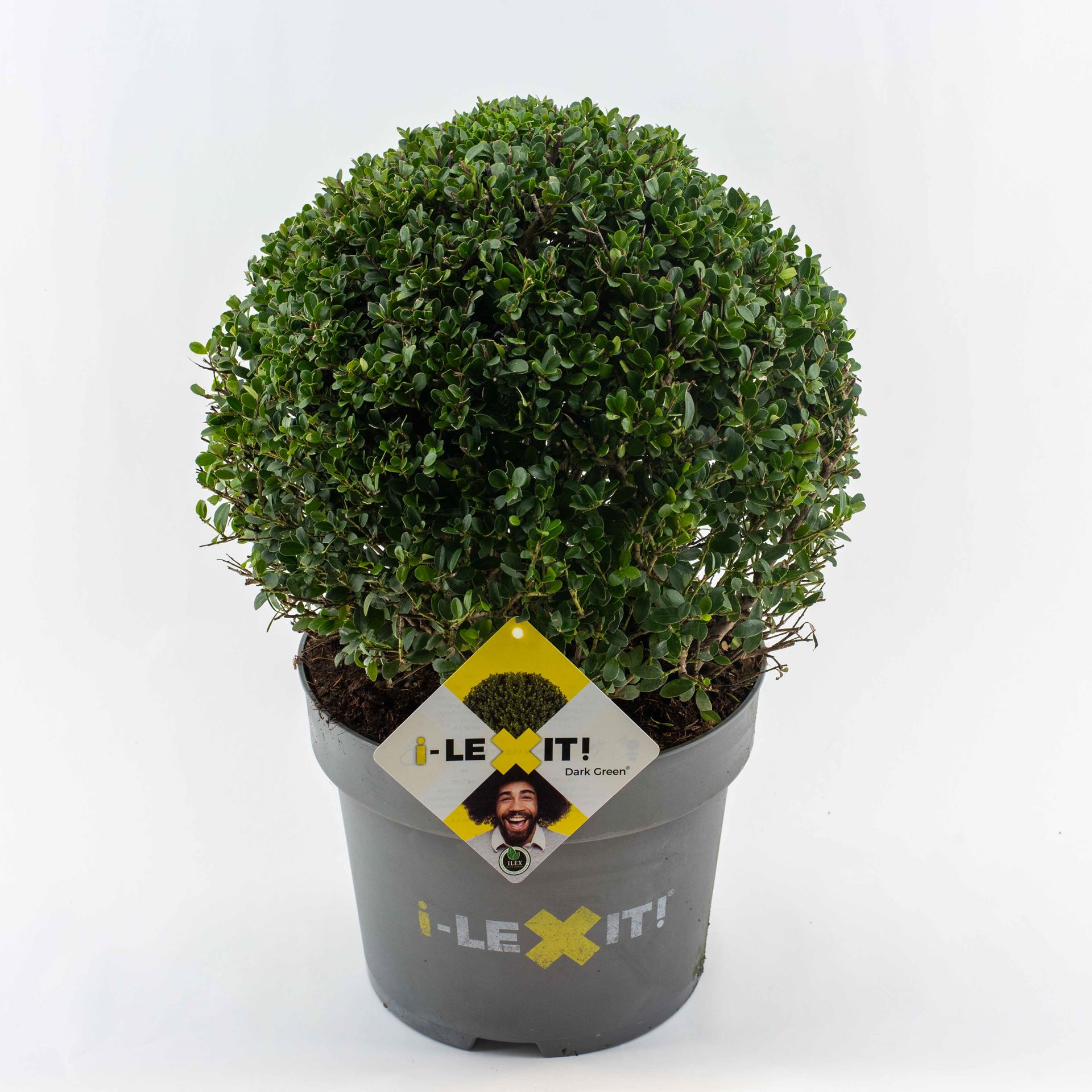 Ilex crenata 'Icoprins11' (Dark Green) - pot 10L - spherical shape - ø35+ cm