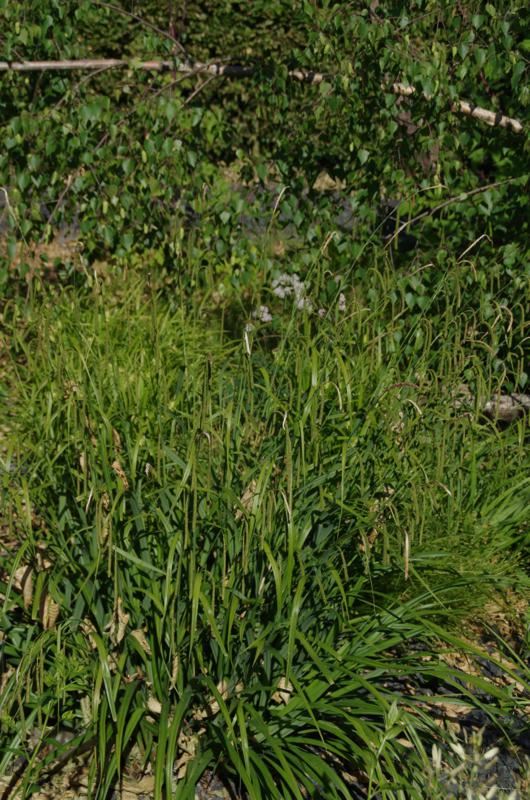 Plantenfiche-Carex-pendula