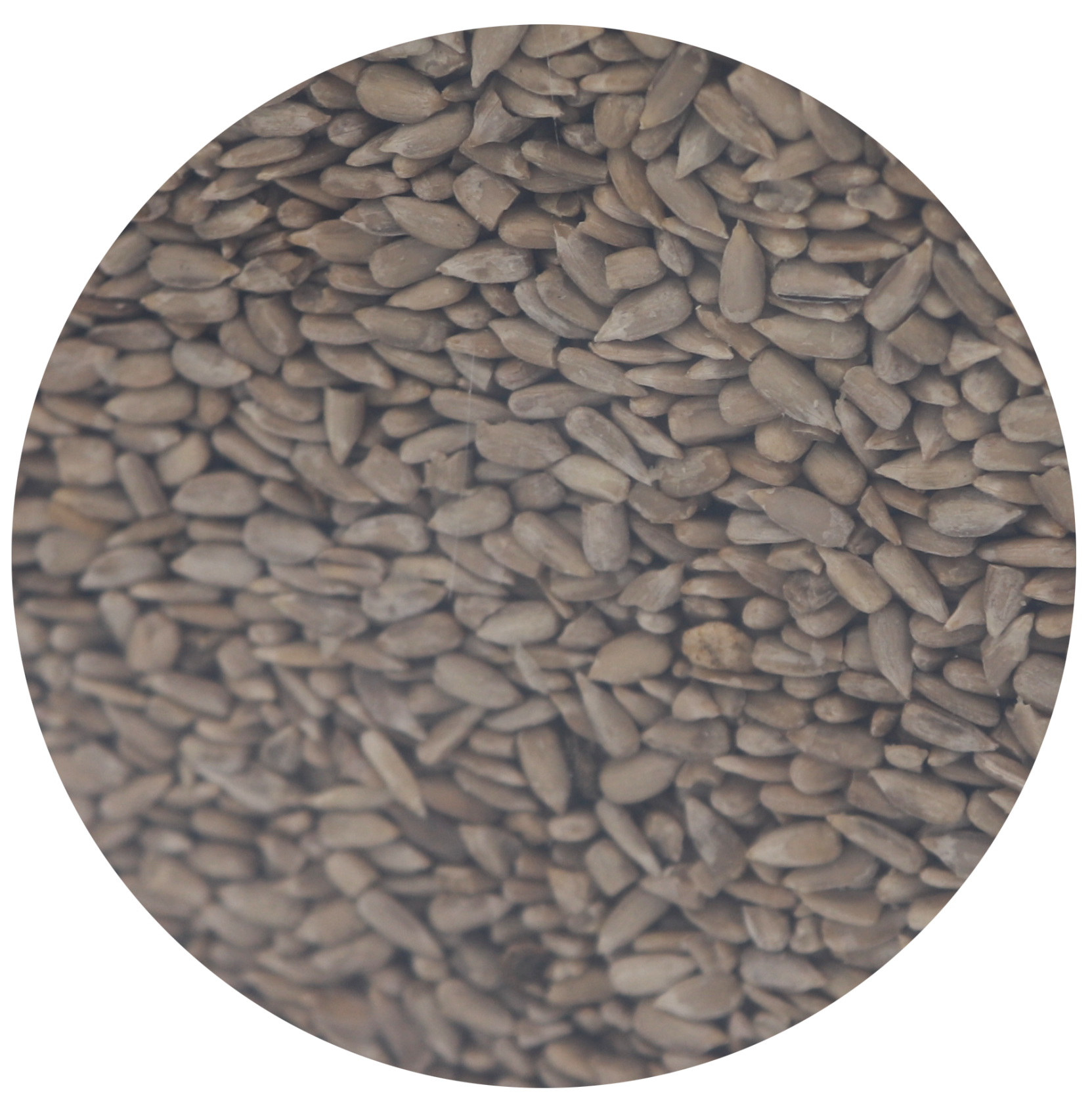 Famiflora Graines de tournesol décortiquées - Seau de 6kg - Nourriture de qualité supérieure - Alimentation propre - Nourriture pour oiseaux de jardin - Nourriture d'hiver