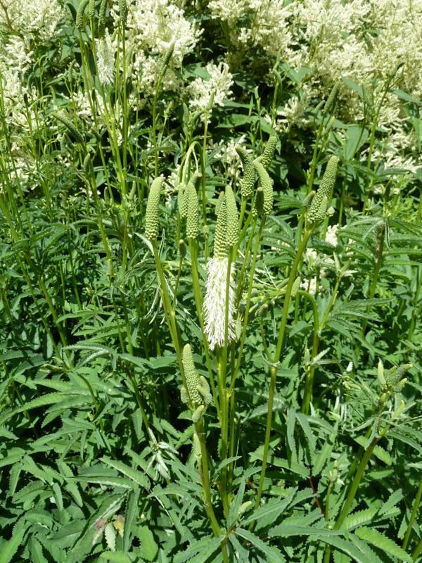 Plantenfiche-Sanguisorba-canadensis