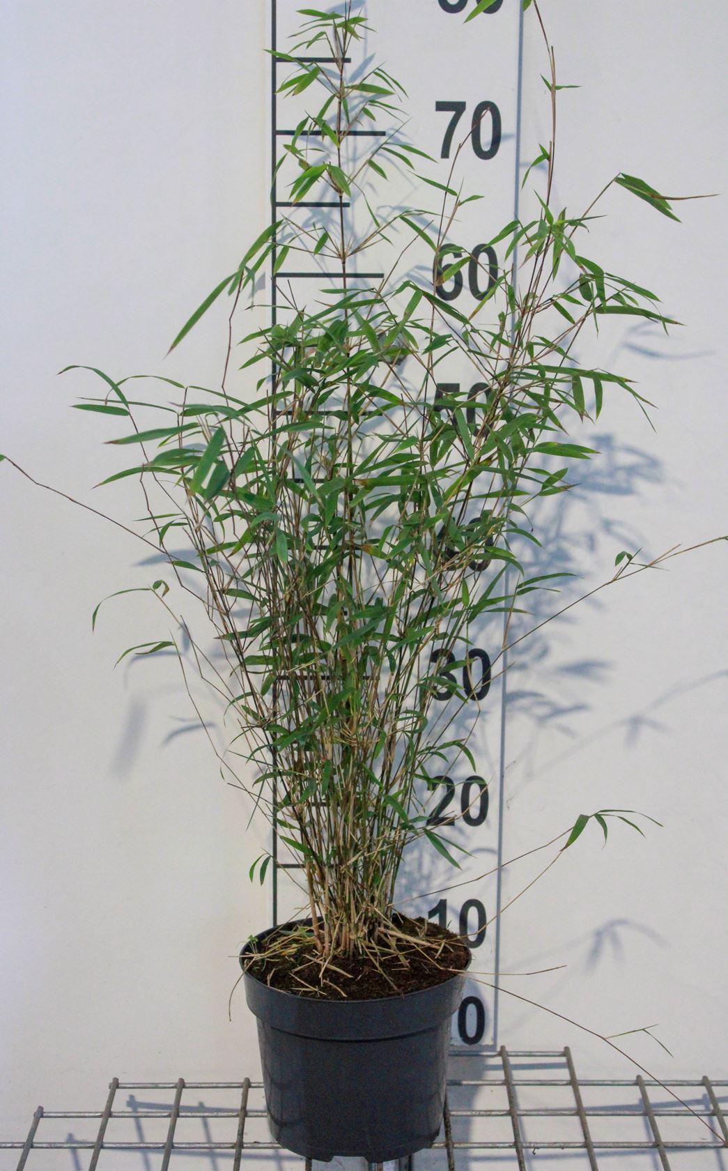 Fargesia angustissima - pot 2L - 30-40 cm