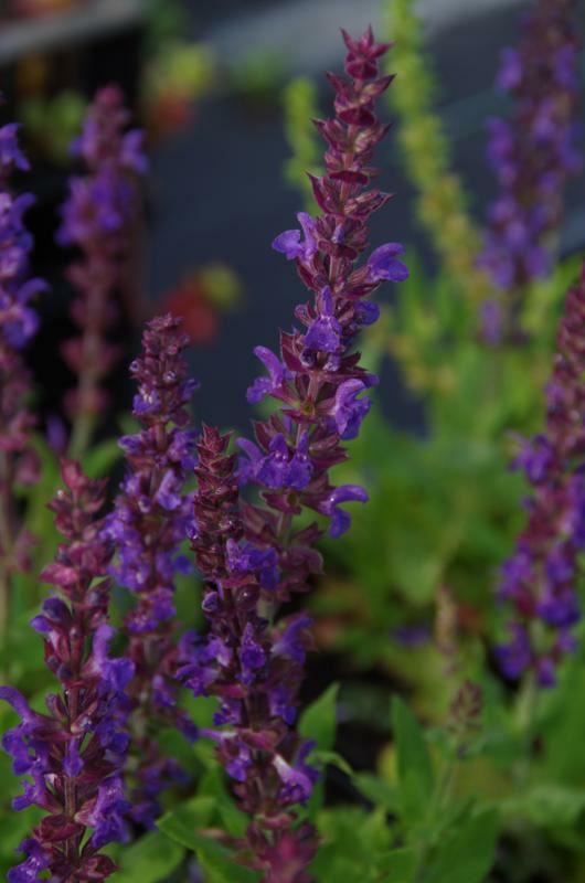 Plantenfiche-Salvia-nemorosa-Blaukonigin-