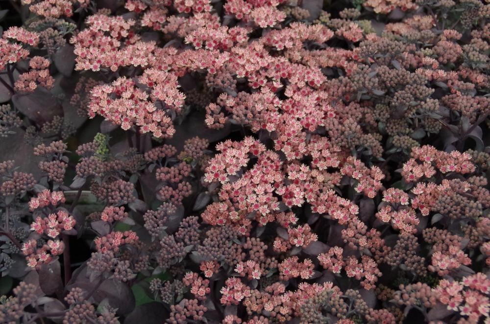 Plantenfiche-Sedum-Xenox-