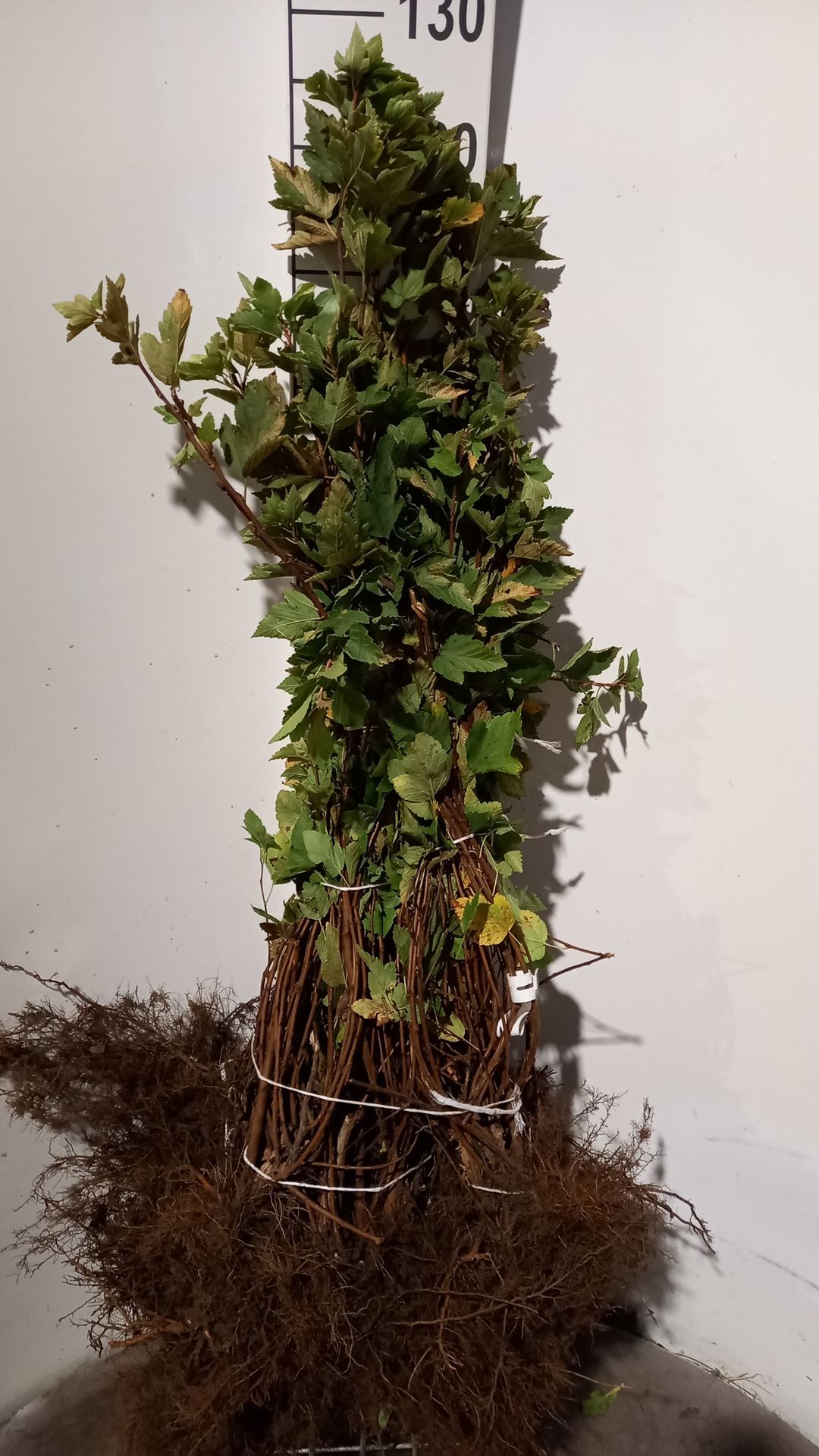 Physocarpus opulifolius - blote wortel - 40-60 cm