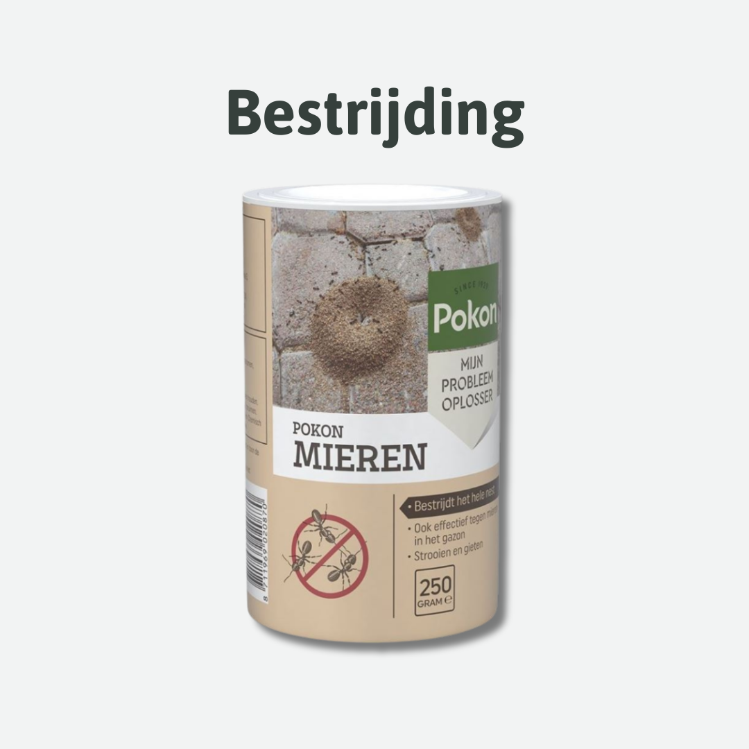 mierenkorrels