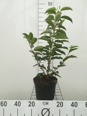 Prunus lusitanica - pot - 40-50 cm - bush