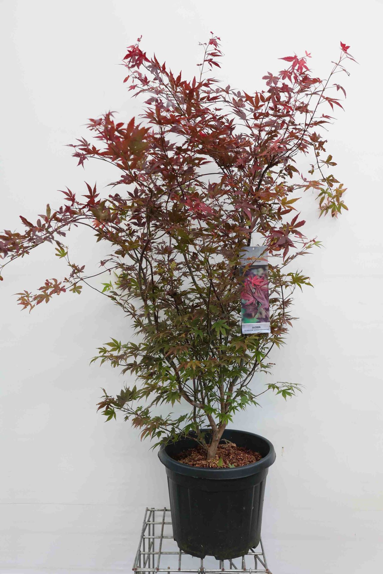 Acer palmatum 'Atropurpureum' - pot 30L - 150-175 cm