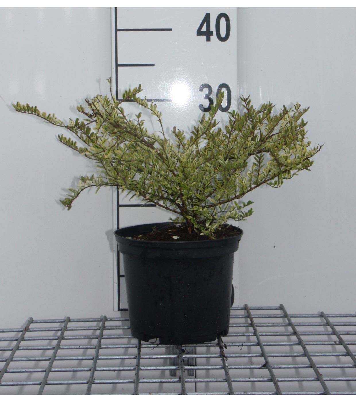 Lonicera nitida 'Lemon Beauty' - pot - 25-30 cm