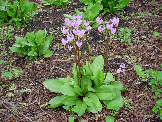 Plantenfiche-Dodecatheon-meadia