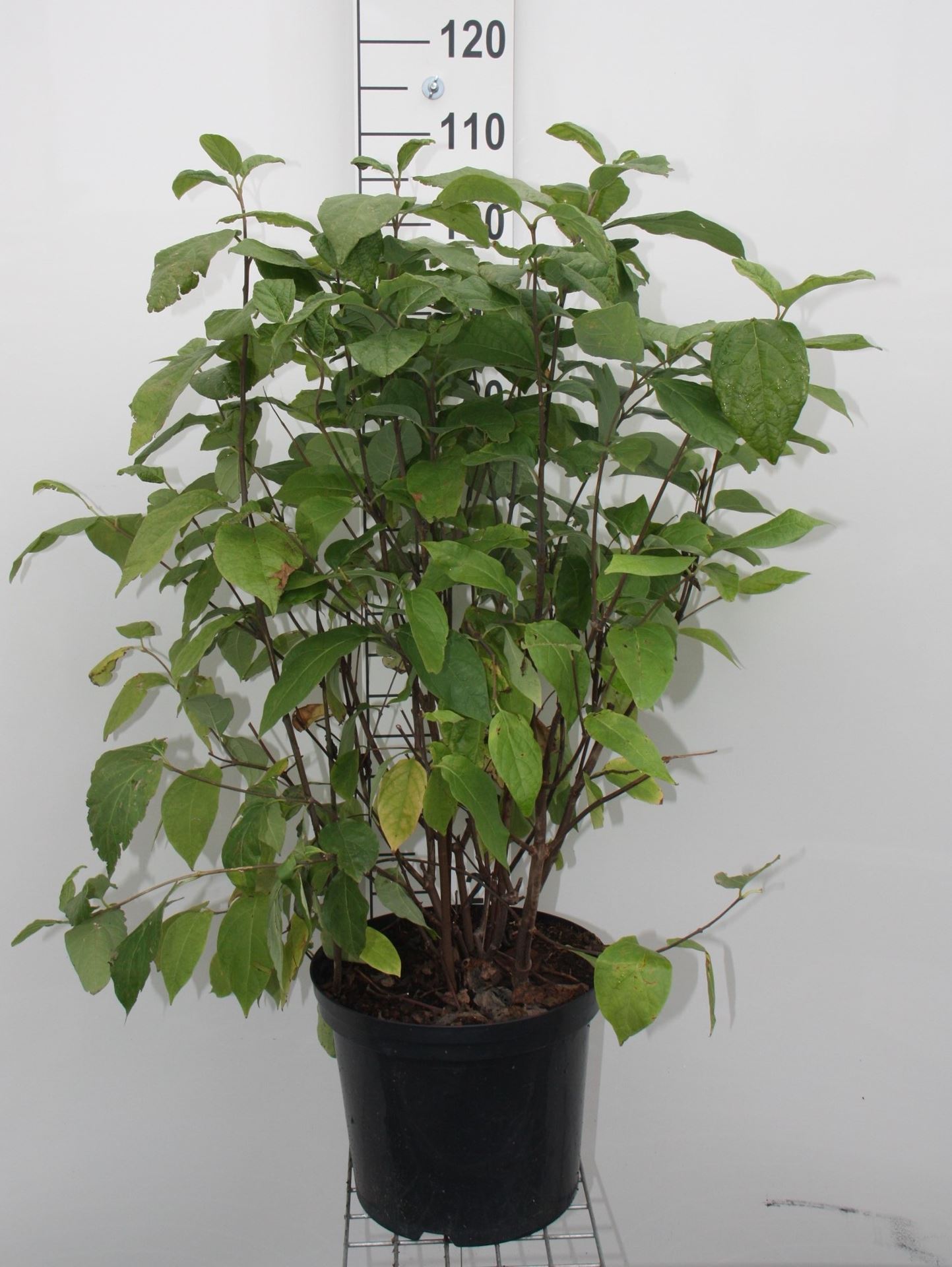 Calycanthus floridus - pot 12L - 80-100 cm