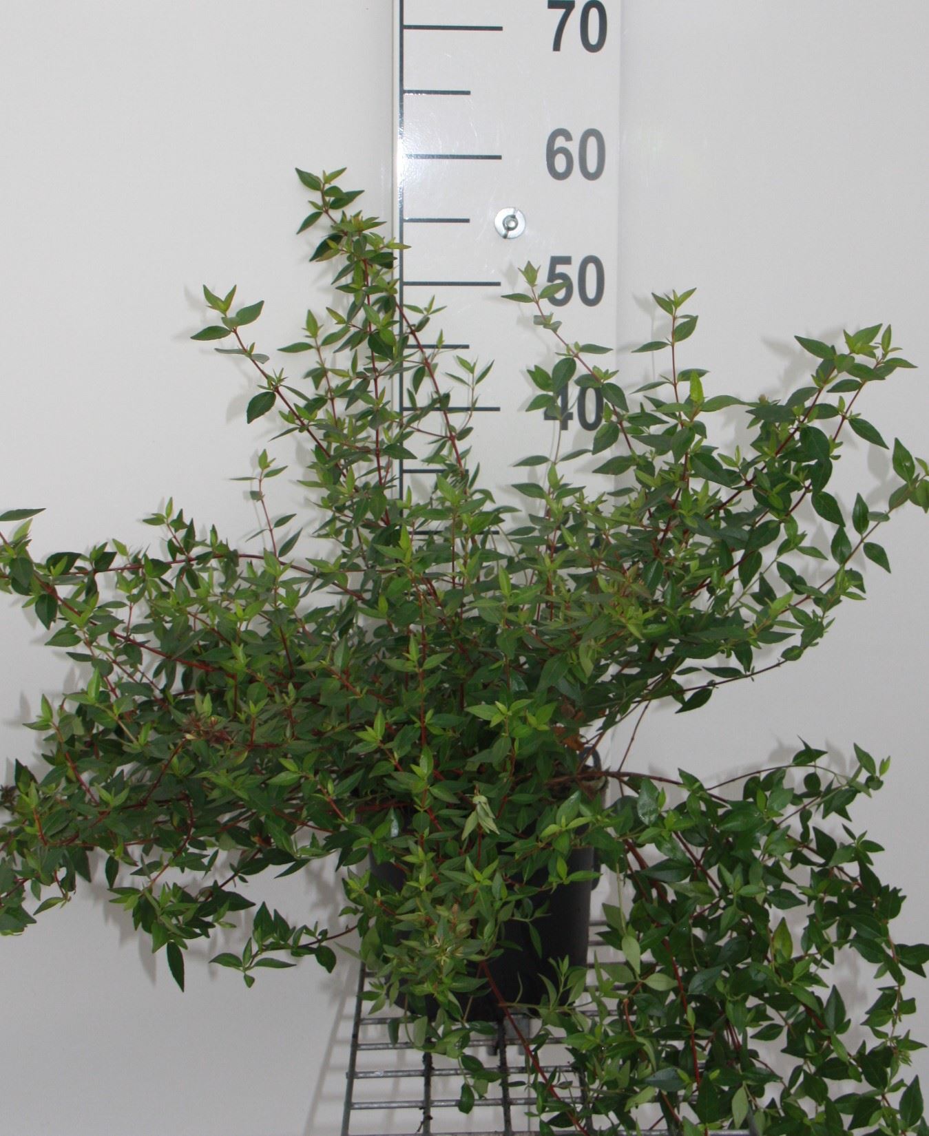 Abelia x grandiflora 'Prostrata' - pot 10L - 40-50 cm