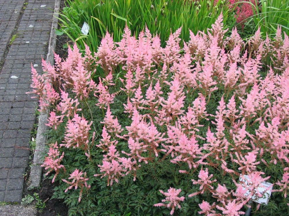 Plantenfiche-Astilbe-Hennie-Graafland-