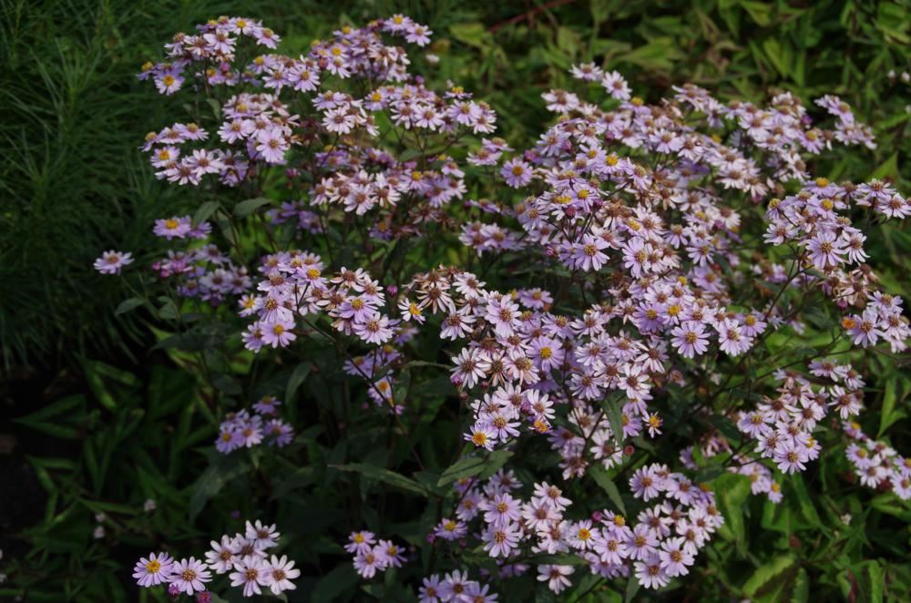 Plantenfiche-Aster-ageratoides-Harry-Schmidt-
