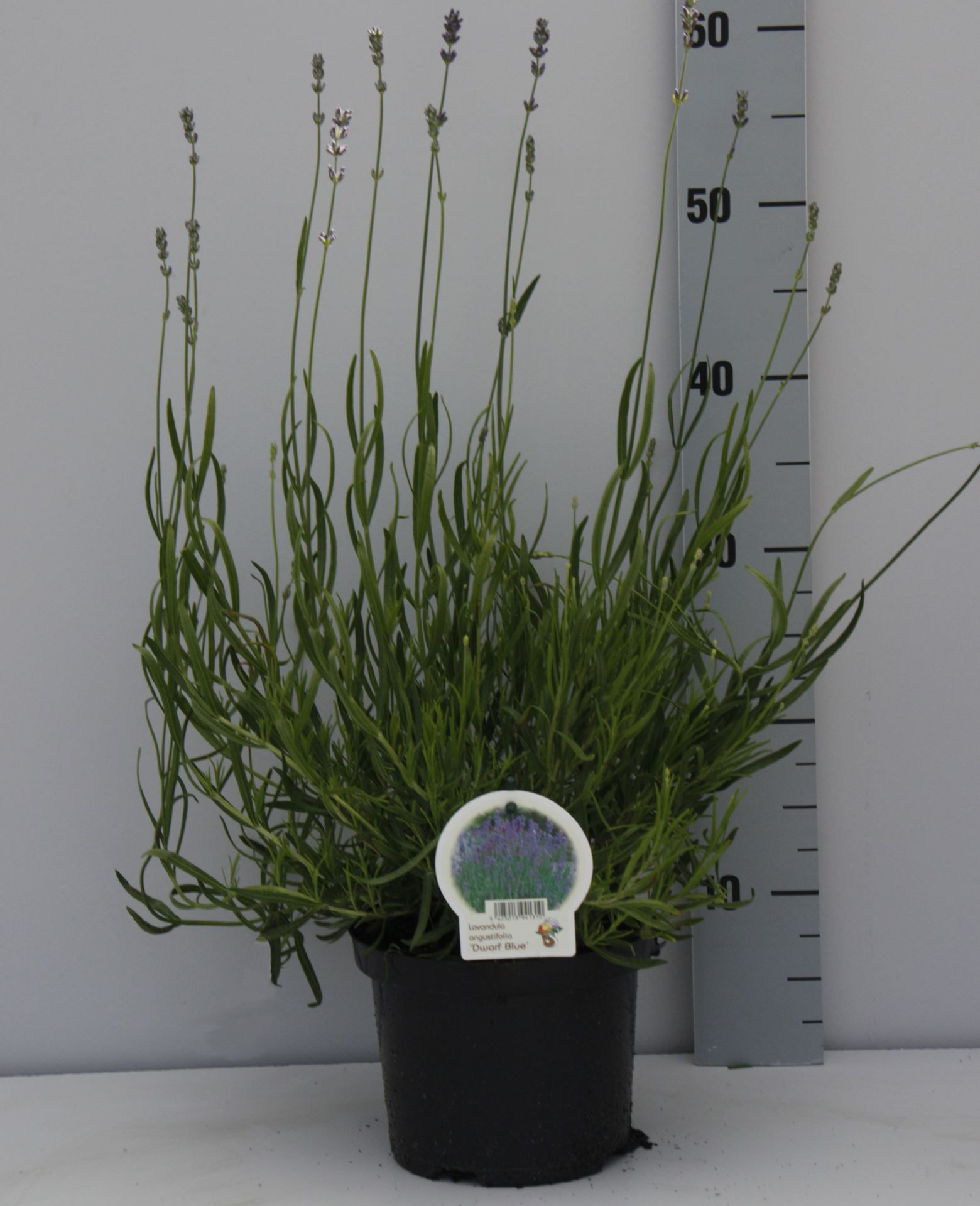 Lavandula angustifolia 'Dwarf Blue' - pot 2L (Lavendel)