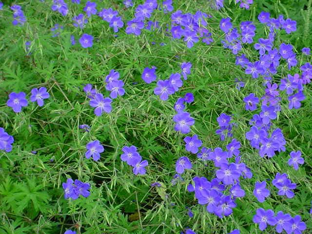 Plantenfiche-Geranium-Brookside-