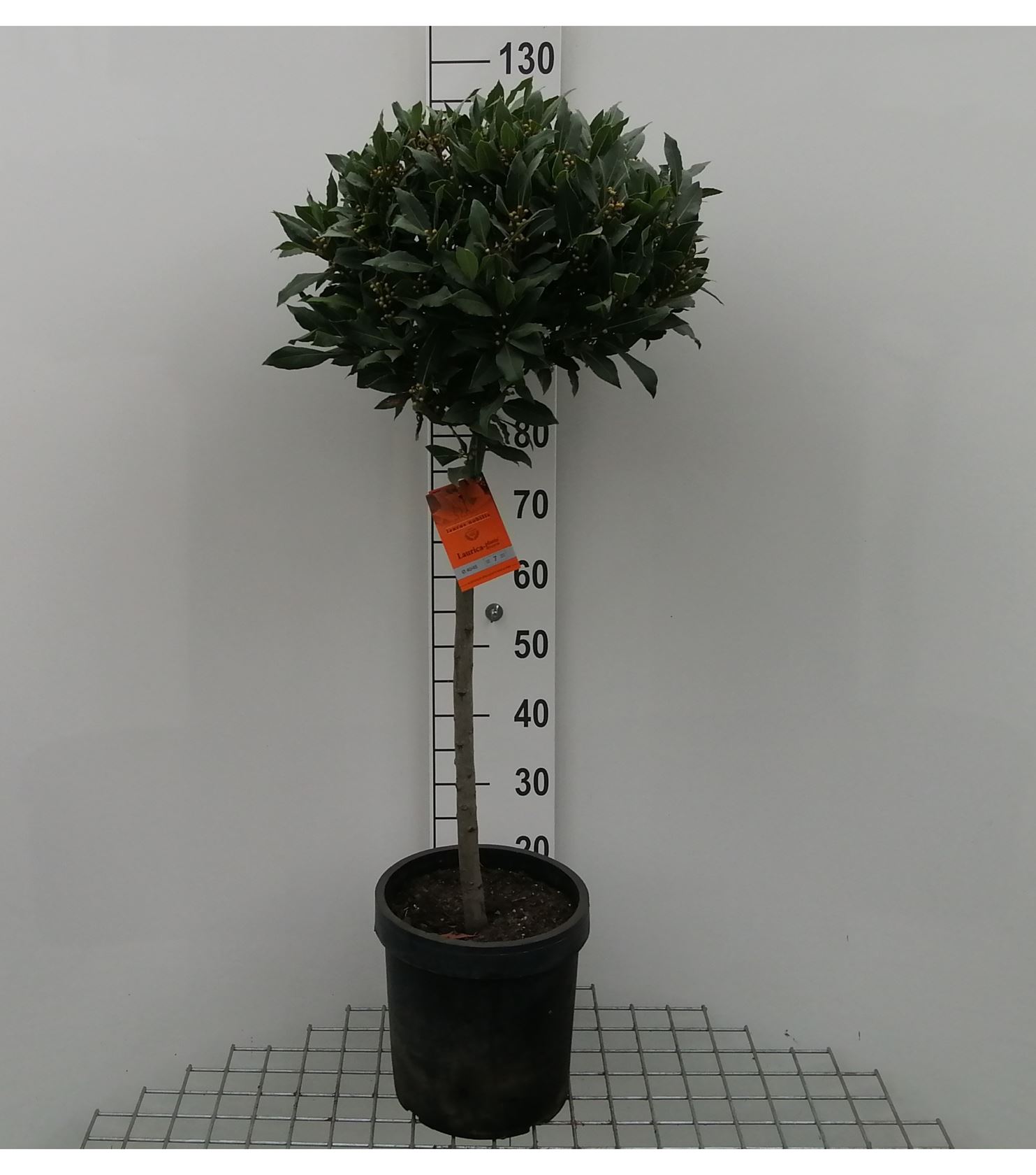 Laurus nobilis - pot 5L - forme de boule sur tige hauteur 60cm - ø40-45 cm