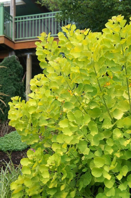 Plantenfiche-Cotinus-coggygria-Ancot-Golden-Spirit-