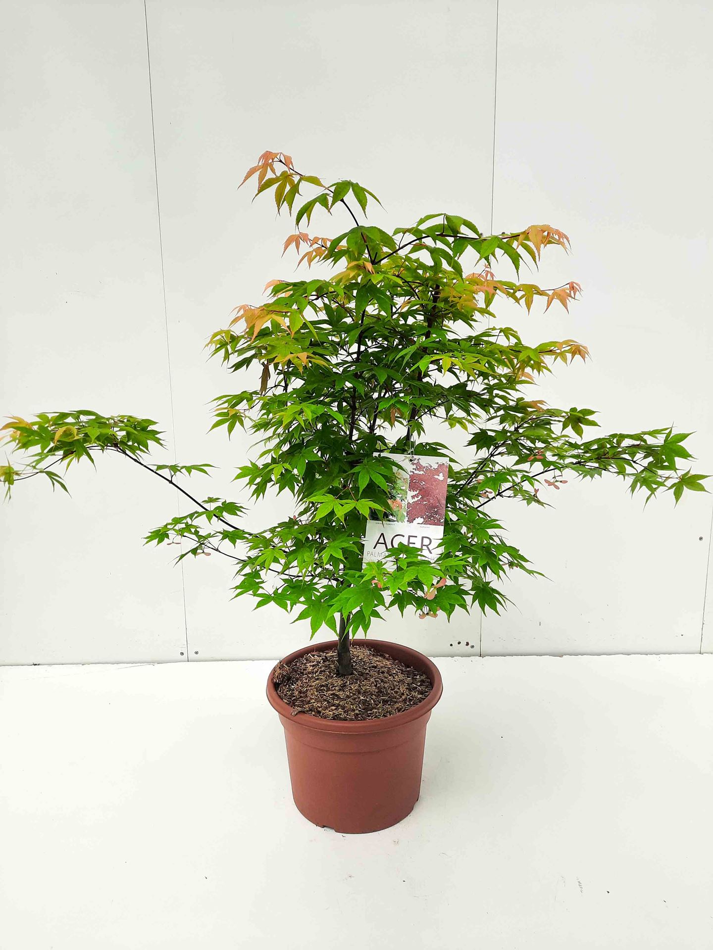 Acer palmatum 'Ohsakazuki' - pot 15L - 100-125 cm