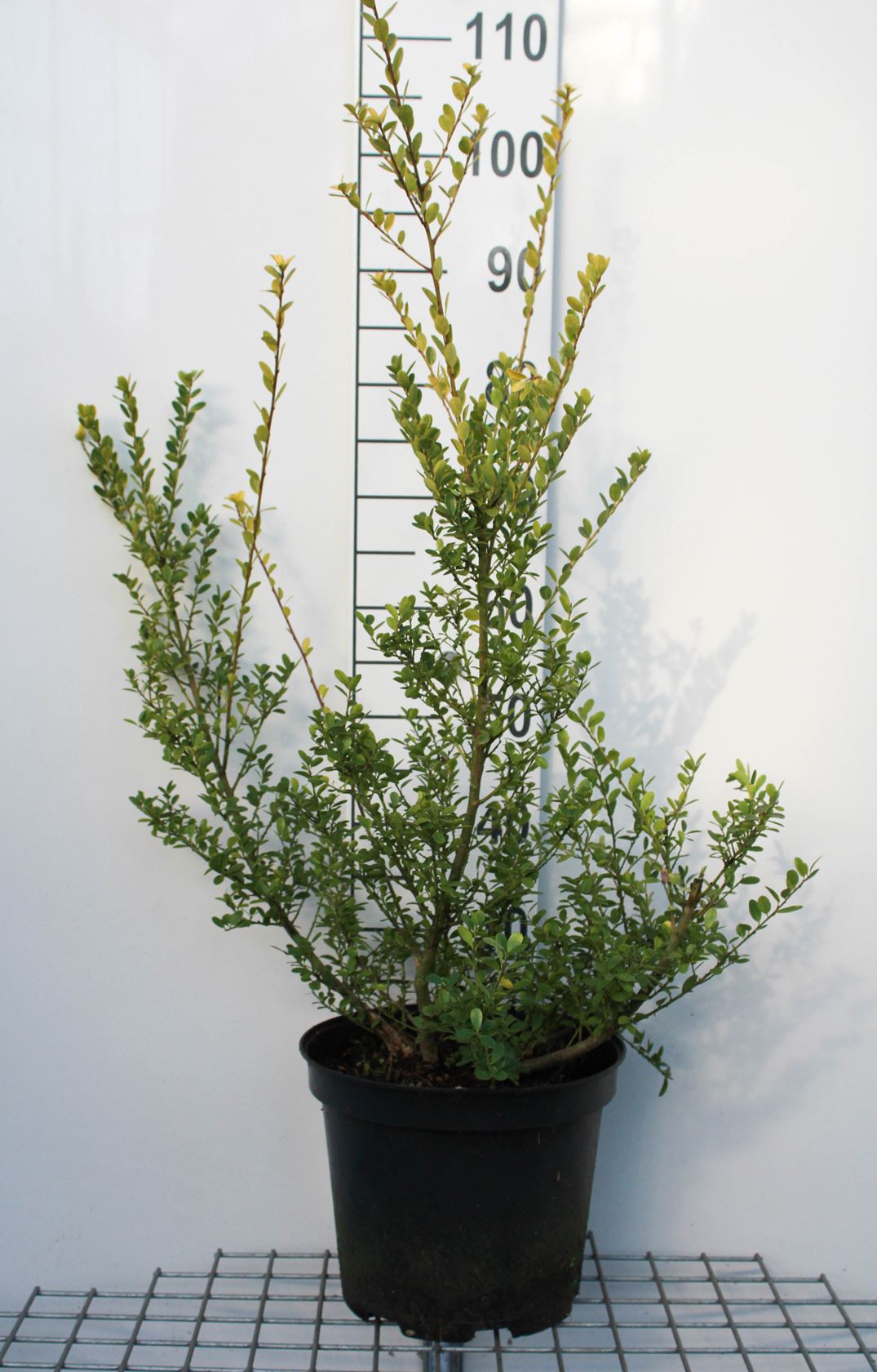 Ilex crenata 'Green Hedge' - pot 10L - 60-80 cm