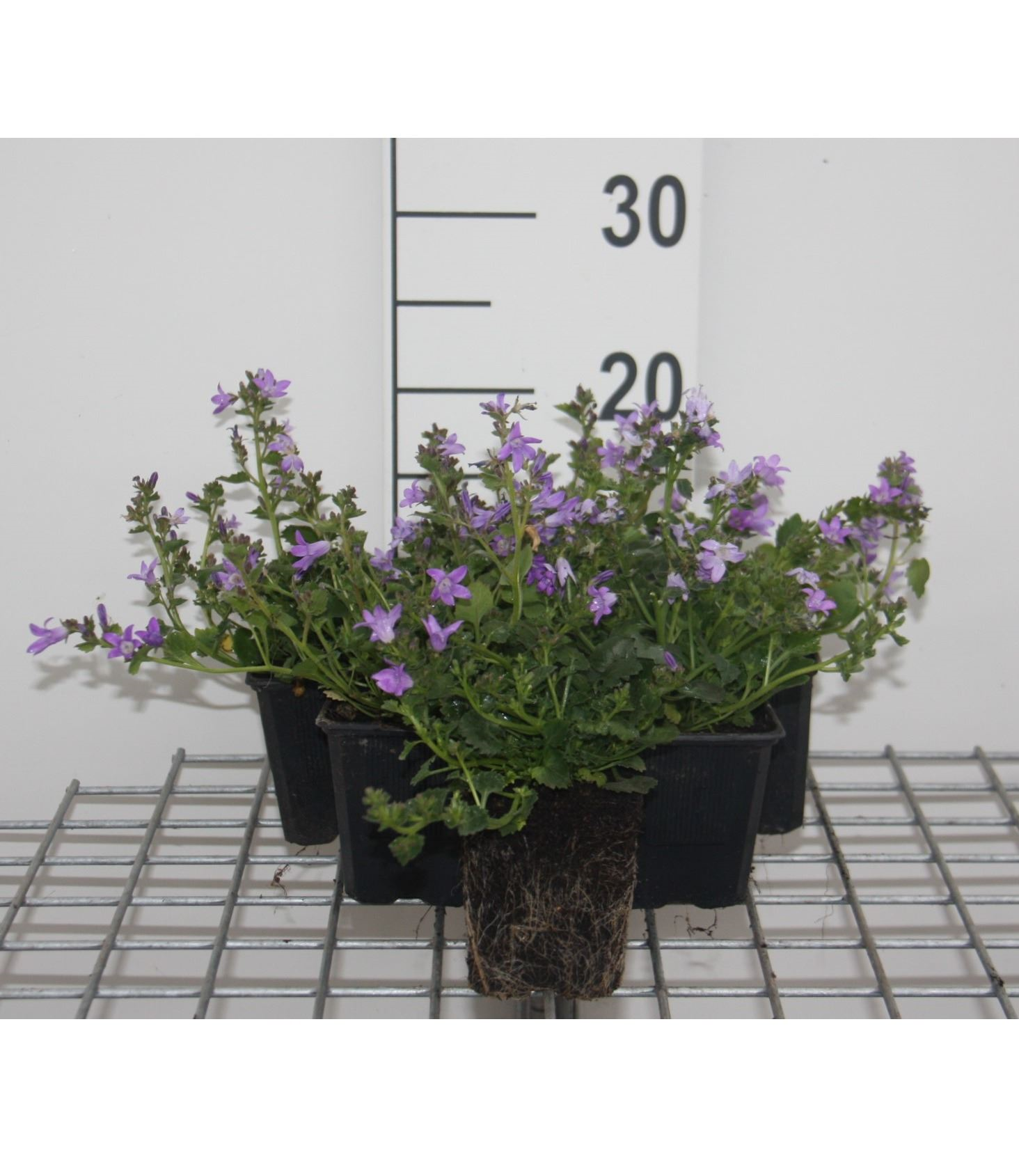 Campanula portenschlagiana - pot 9x9 cm